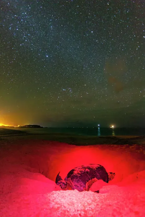 Framed Print : Green Sea Turtle (Chelonia mydas) nesting site at night on Long Beach on Ascension Island, Tropical Atlantic Ocean, South Atlantic Ocean Framed Print : Green Sea Turtle (Chelonia mydas) nesting site at night on Long Beach on Ascension Island, Tropical Atlantic Ocean, South Atlantic Ocean