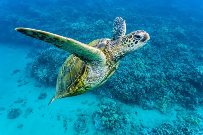 Framed Print : Green sea turtle (Chelonia mydas) underwater, Maui, Hawaii, United States of America, Pacific Framed Print : Green sea turtle (Chelonia mydas) underwater, Maui, Hawaii, United States of America, Pacific