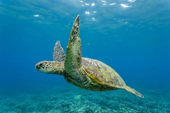 Framed Print : Green sea turtle (Chelonia mydas) underwater, Maui, Hawaii, United States of America, Pacific Framed Print : Green sea turtle (Chelonia mydas) underwater, Maui, Hawaii, United States of America, Pacific