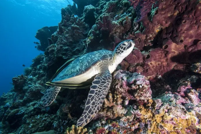 Framed Print : Green turtle (Chelonia mydas) with remoras Rachyucentron canadum), Sulawesi, Indonesia, Southeast Asia, Asia Framed Print : Green turtle (Chelonia mydas) with remoras Rachyucentron canadum), Sulawesi, Indonesia, Southeast Asia, Asia