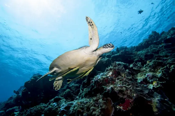Framed Print : Green turtle (Chelonia mydas) with remoras (Rachyucentron canadum), Sulawesi, Indonesia, Southeast Asia, Asia Framed Print : Green turtle (Chelonia mydas) with remoras (Rachyucentron canadum), Sulawesi, Indonesia, Southeast Asia, Asia