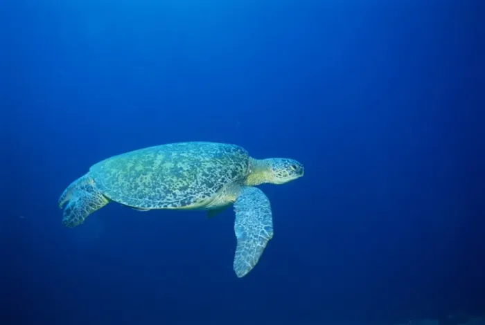 Framed Print : Green Turtle swimming Framed Print : Green Turtle swimming