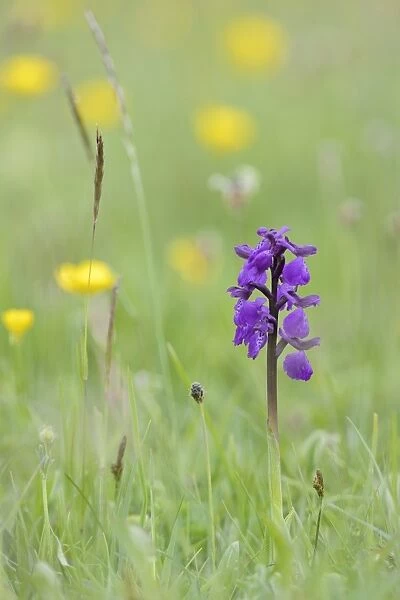 Green-winged orchid (Orchis) (Anacamptis morio) flowering in a hay meadow alongside