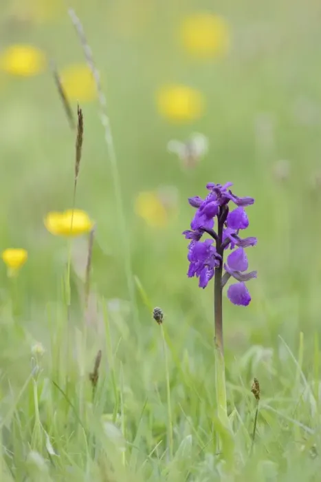 Framed Print : Green-winged orchid (Orchis) (Anacamptis morio) flowering in a hay meadow alongside Framed Print : Green-winged orchid (Orchis) (Anacamptis morio) flowering in a hay meadow alongside