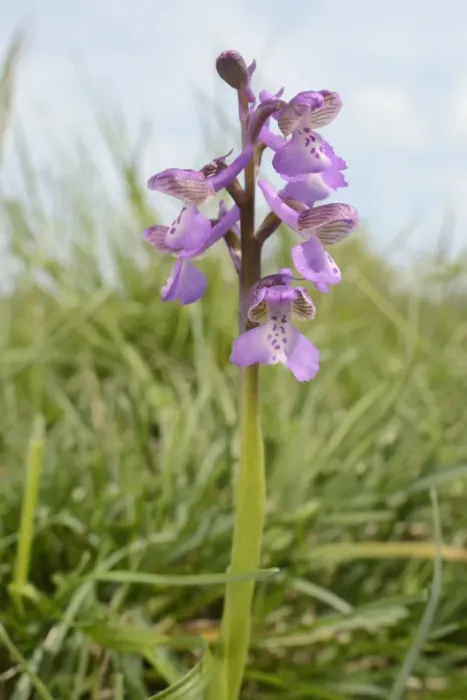 Framed Print : Green-winged orchid (Orchis) (Anacamptis morio) flowering in a traditional hay meadow Framed Print : Green-winged orchid (Orchis) (Anacamptis morio) flowering in a traditional hay meadow