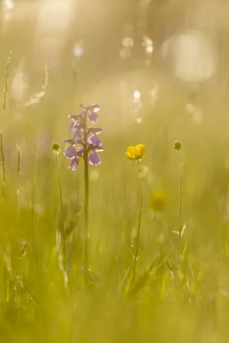 Framed Print : Green-winged orchid (Orchis morio) flowering, growing on meadow in evening sunlight