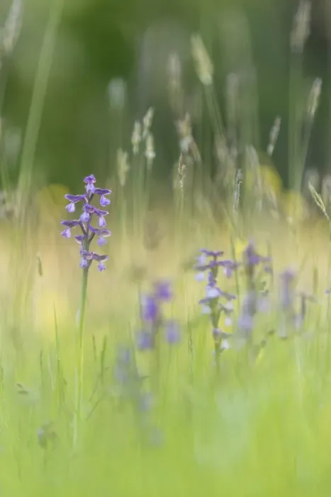 Framed Print : Green-winged orchid (Orchis morio) flowering, growing on meadow in evening sunlight Framed Print : Green-winged orchid (Orchis morio) flowering, growing on meadow in evening sunlight