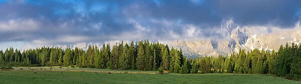 Green woods and pastures of Malga Nemes at sunrise in summer, Sesto (Sexten)