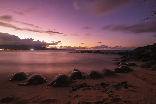 Greenback turtles (Chelonia mydas) on Baldwin Beach, Maui Island, Hawaii