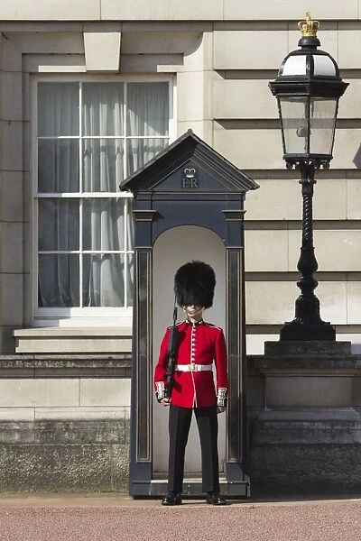Grenadier Guardsman outside Buckingham Palace, London, England, United Kingdom, Europe