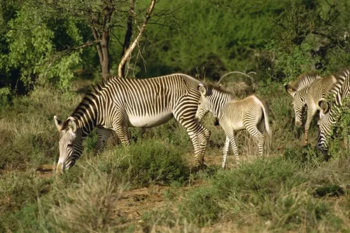 Framed Print : Grevy zebra Framed Print : Grevy zebra