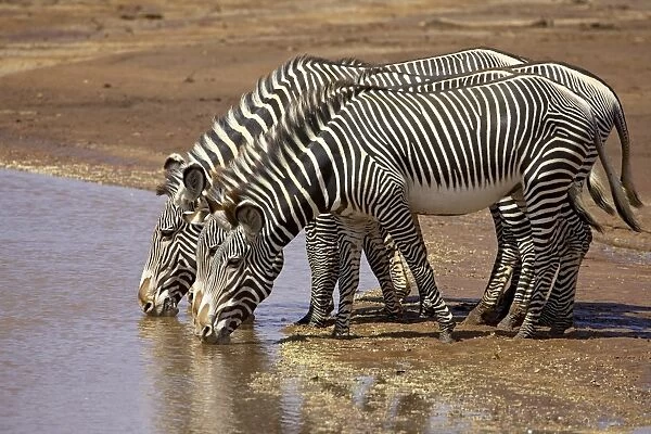 Grevys zebra (Equus grevyi) drinking