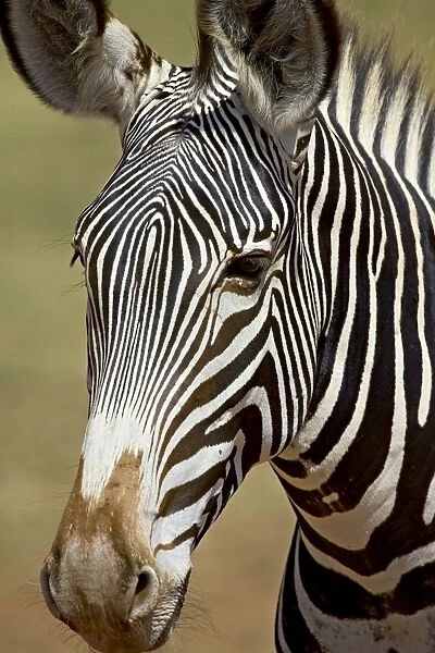 Grevys zebra (Equus grevyi), Samburu National Reserve, Kenya, East Africa, Africa