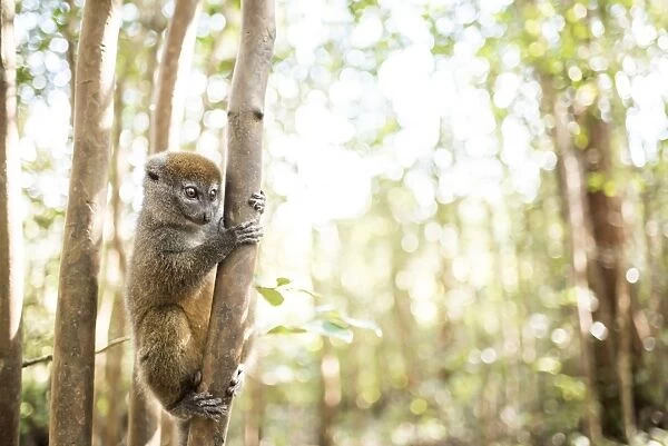 Grey bamboo lemur (Hapalemur), Lemur Island, Andasibe, Eastern Madagascar, Africa