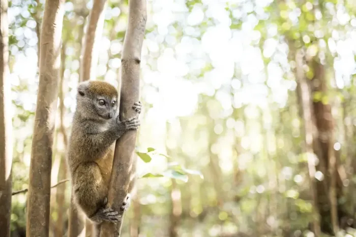 Framed Print : Grey bamboo lemur (Hapalemur), Lemur Island, Andasibe, Eastern Madagascar, Africa Framed Print : Grey bamboo lemur (Hapalemur), Lemur Island, Andasibe, Eastern Madagascar, Africa