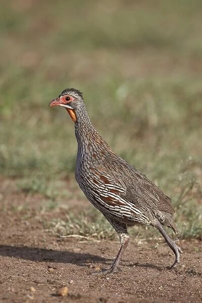 Grey-breasted spurfowl (gray-breasted spurfowl) (grey-breasted francoli) (gray-breasted francolin) (Francolinus rufopictus), Serengeti National Park, Tanzania, East Africa, Africa