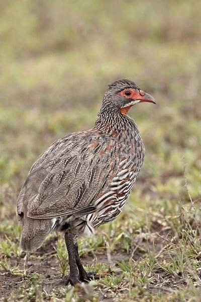 Grey-breasted spurfowl (grey-breasted francolin) (Francolinus rufopictus)