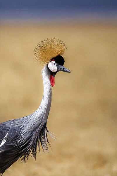 Grey crowned crane (Balearica regulorum), Ngorongoro National Park, Tanzania, East Africa