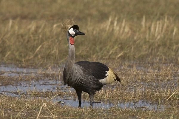 Grey crowned crane, Busanga Plains, Kafue National Park, Zambia, Africa