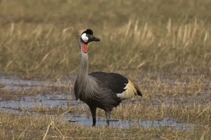 Framed Print : Grey crowned crane, Busanga Plains, Kafue National Park, Zambia, Africa Framed Print : Grey crowned crane, Busanga Plains, Kafue National Park, Zambia, Africa