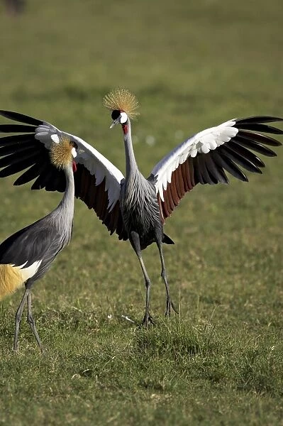 Grey crowned crane dancing next to its mate with its feet off the ground and wings spread