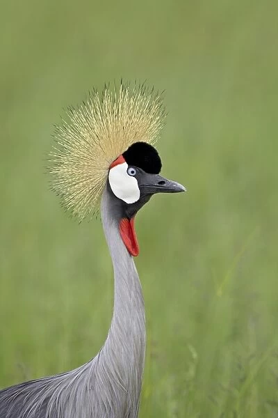 Grey crowned crane (Southern crowned crane) (Balearica regulorum), Serengeti National Park
