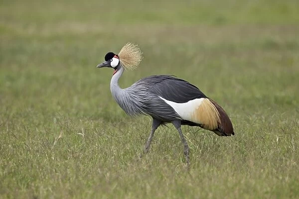 Grey crowned crane (Southern crowned crane) (Balearica regulorum), Ngorongoro Crater, Tanzania, East Africa, Africa