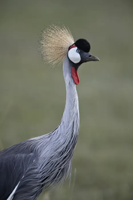 Framed Print : Grey crowned crane (Southern crowned crane) (Balearica regulorum), Ngorongoro Crater Framed Print : Grey crowned crane (Southern crowned crane) (Balearica regulorum), Ngorongoro Crater