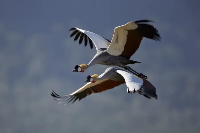 Framed Print : Grey crowned crane (Southern crowned crane) (Balearica regulorum) pair in flight, Ngorongoro Crater, Tanzania, East Africa, Africa Framed Print : Grey crowned crane (Southern crowned crane) (Balearica regulorum) pair in flight, Ngorongoro Crater, Tanzania, East Africa, Africa