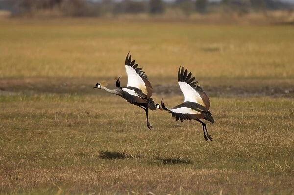 Grey crowned cranes, Busanga Plains, Kafue National Park, Zambia, Africa