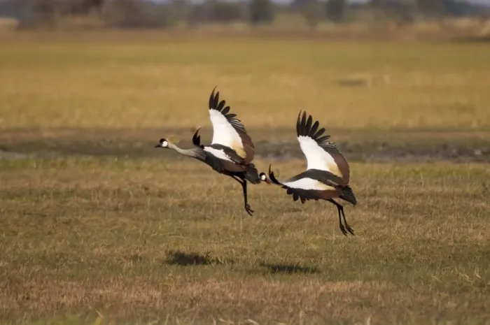 Framed Print : Grey crowned cranes, Busanga Plains, Kafue National Park, Zambia, Africa Framed Print : Grey crowned cranes, Busanga Plains, Kafue National Park, Zambia, Africa