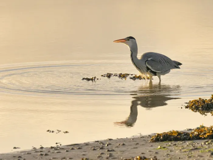 Framed Print : Grey Heron (Ardea cinerea), County Clare, Munster, Republic of Ireland, Europe Framed Print : Grey Heron (Ardea cinerea), County Clare, Munster, Republic of Ireland, Europe