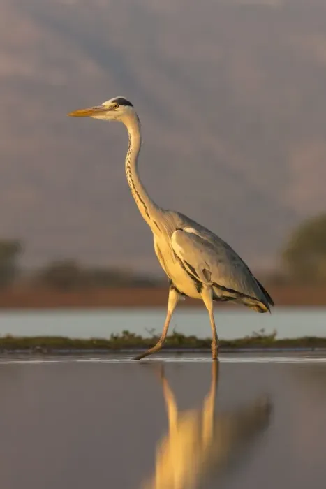 Framed Print : Grey heron (Ardea cinerea), Zimanga private game reserve, KwaZulu-Natal, South Africa Framed Print : Grey heron (Ardea cinerea), Zimanga private game reserve, KwaZulu-Natal, South Africa