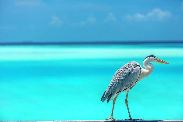 Grey heron in the blue lagoon, The Maldives, Indian Ocean, Asia