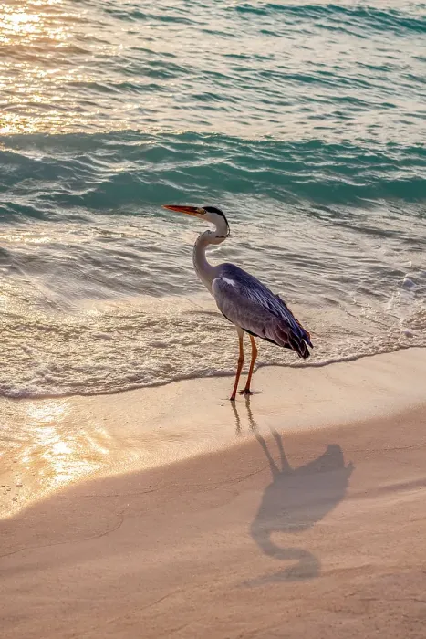 Framed Print : Grey Heron (Maakana) on the shoreline of the lagoon on an exotic Island at dusk, The Maldives, Indian Ocean Framed Print : Grey Heron (Maakana) on the shoreline of the lagoon on an exotic Island at dusk, The Maldives, Indian Ocean