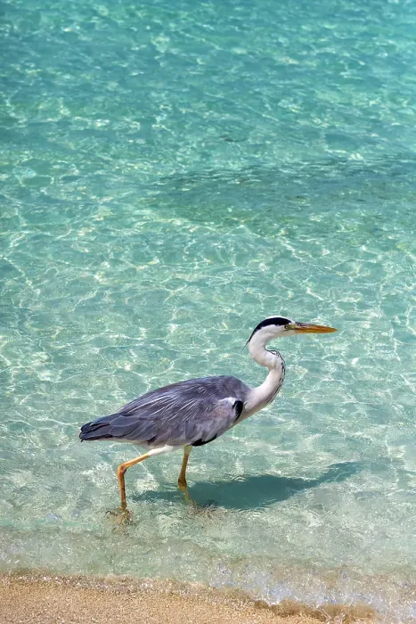 Framed Print : Grey Heron (Maakana) on the shoreline of the lagoon on an exotic Island in The Maldives, Indian Ocean Framed Print : Grey Heron (Maakana) on the shoreline of the lagoon on an exotic Island in The Maldives, Indian Ocean