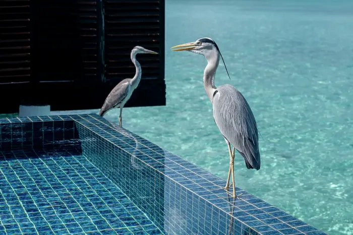 Framed Print : Two Grey Herons (Maakana) on the edge of a swimming pool overlooking the lagoon on an exotic Island in The Maldives, Indian Ocean Framed Print : Two Grey Herons (Maakana) on the edge of a swimming pool overlooking the lagoon on an exotic Island in The Maldives, Indian Ocean