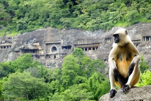 Grey langur monkey (Hanuman Langur) (Semnopithecus sp. ) outside the Ajanta Caves