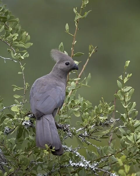 Grey Lourie (Go-Away Bird) (Corythaixoides concolor), Kruger National Park, South Africa, Africa