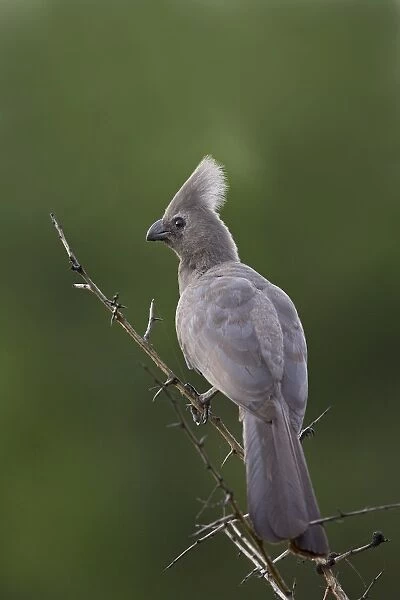 Grey lourie or go-away bird (Corythaixoides concolor)