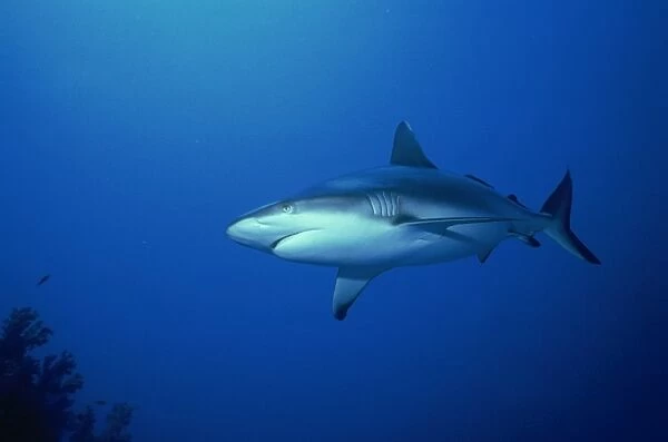 Grey reef shark (Carcharhinus amblyrynchos), Red Sea, Sudan, Africa