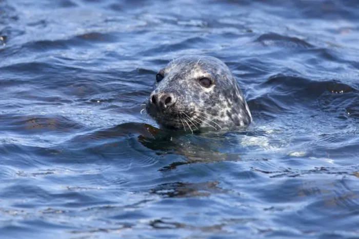 Framed Print : Grey seal (Halichoerus grypus), Farne Islands, Seahouses, Northumberland Framed Print : Grey seal (Halichoerus grypus), Farne Islands, Seahouses, Northumberland
