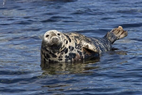 Grey seal, (Halichoerus grypus), Farne Islands, Seahouses, Northumberland