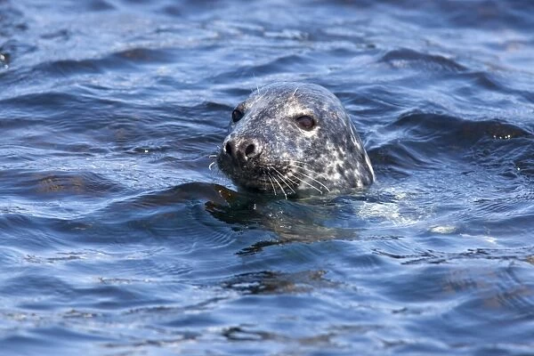 Grey seal (Halichoerus grypus), Farne Islands, Seahouses, Northumberland