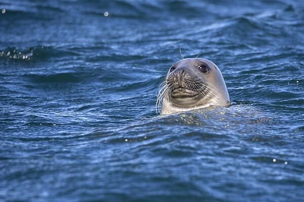 Grey seal (Halichoerus grypus) swimming, Farne Islands, Seahouses, Northumberland, England, United Kingdom, Europe