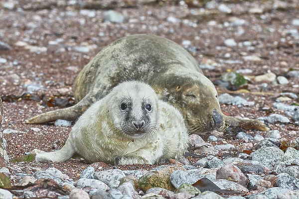 A Grey Seal pup (Halichoerus grypus) with its mother, on a beach in Torbay, on the coast of south Devon, England, United Kingdom, Europe