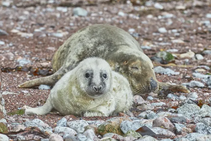 Framed Print : A Grey Seal pup (Halichoerus grypus) with its mother, on a beach in Torbay, on the coast of south Devon, England, United Kingdom, Europe Framed Print : A Grey Seal pup (Halichoerus grypus) with its mother, on a beach in Torbay, on the coast of south Devon, England, United Kingdom, Europe