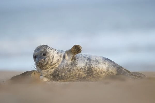 Grey seal pup, Norfolk, England, United Kingdom, Europe