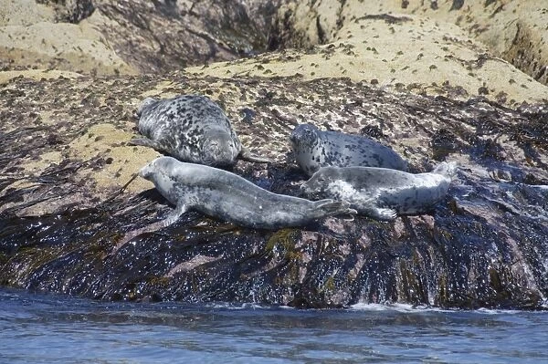 Grey seals, Isles of Scilly, Cornwall, United Kingdom, Europe