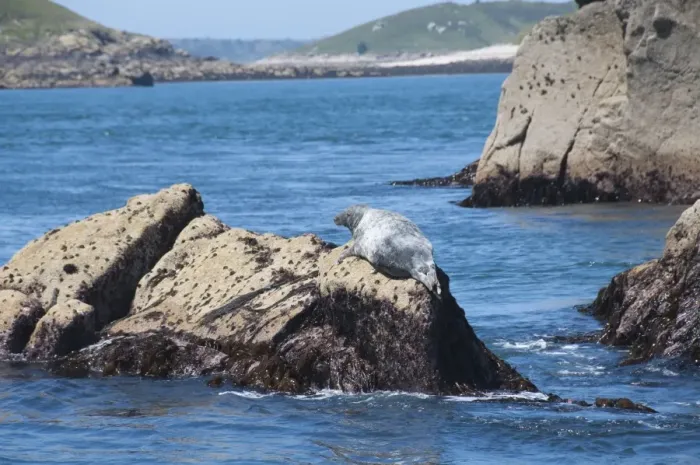 Framed Print : Grey seals, Isles of Scilly, Cornwall, United Kingdom, Europe Framed Print : Grey seals, Isles of Scilly, Cornwall, United Kingdom, Europe